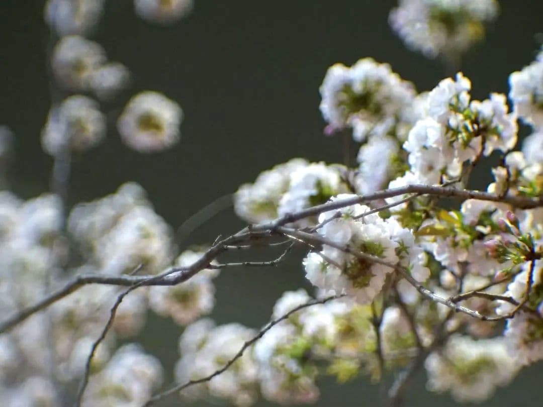 【美品】IZOS PO-109-1A 16KP 50mm F1.2 ロシア