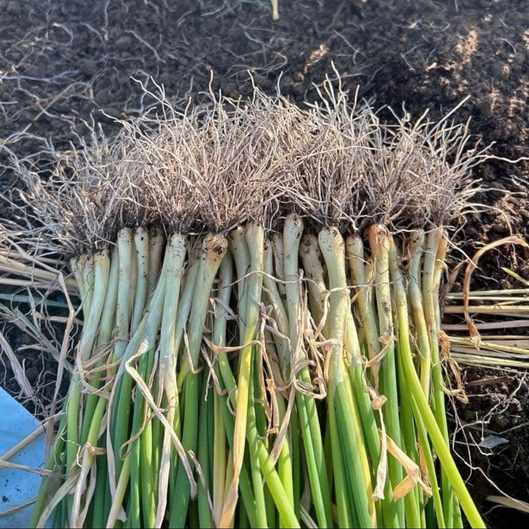 （終売間近）タマネギ苗 3000本　ターザン