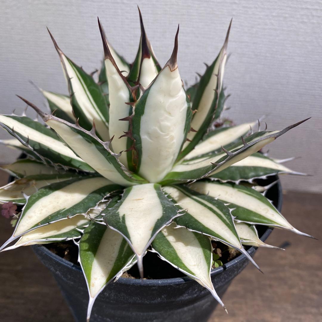 アガベ　ホリダ白中斑入　極上　初売2