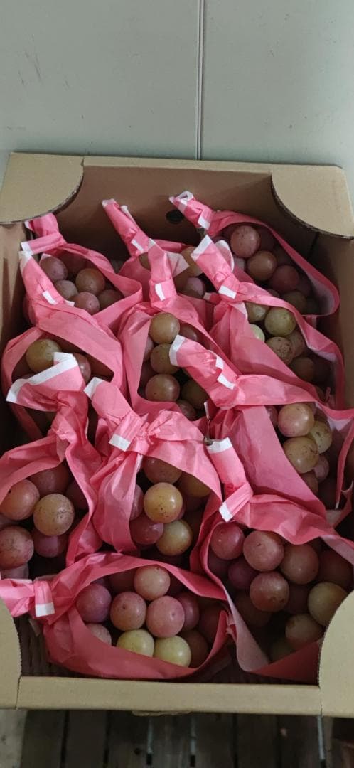 激安【幻の高級ぶどう】クイーンニーナ葡萄（種無し）5kg