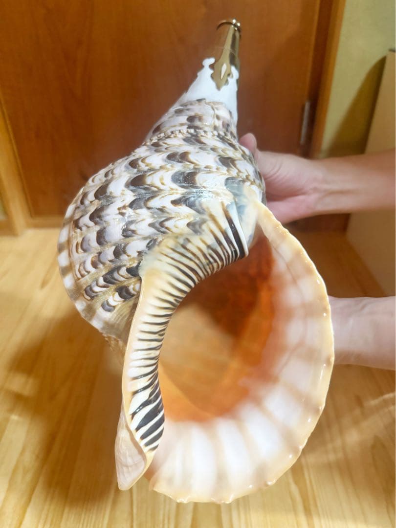 修験道法螺貝37.5㎝　山伏　密教　魔除け　熊よけ❣️ホラガイ　ほら貝