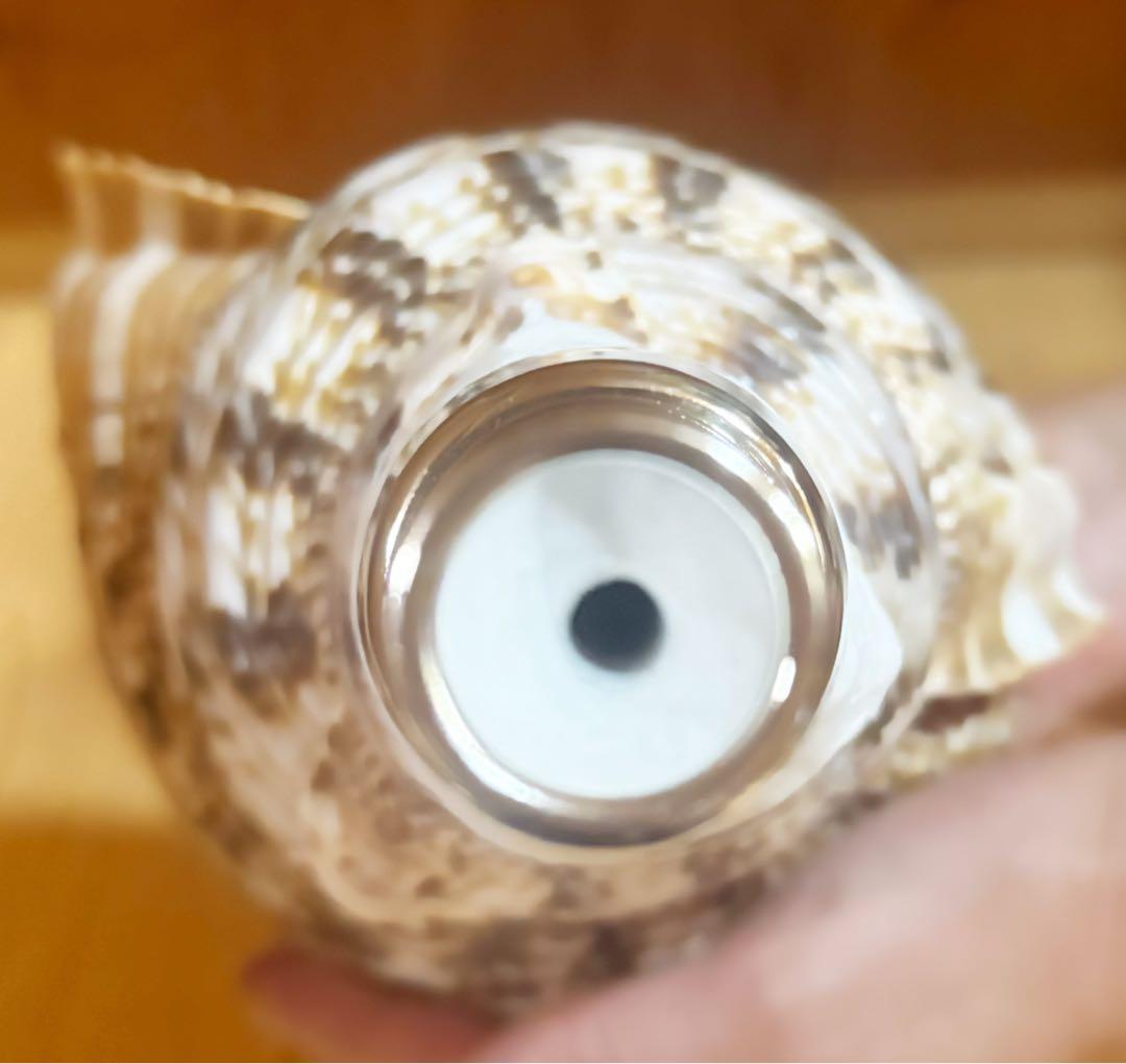 修験道法螺貝37.5㎝　山伏　密教　魔除け　熊よけ❣️ホラガイ　ほら貝