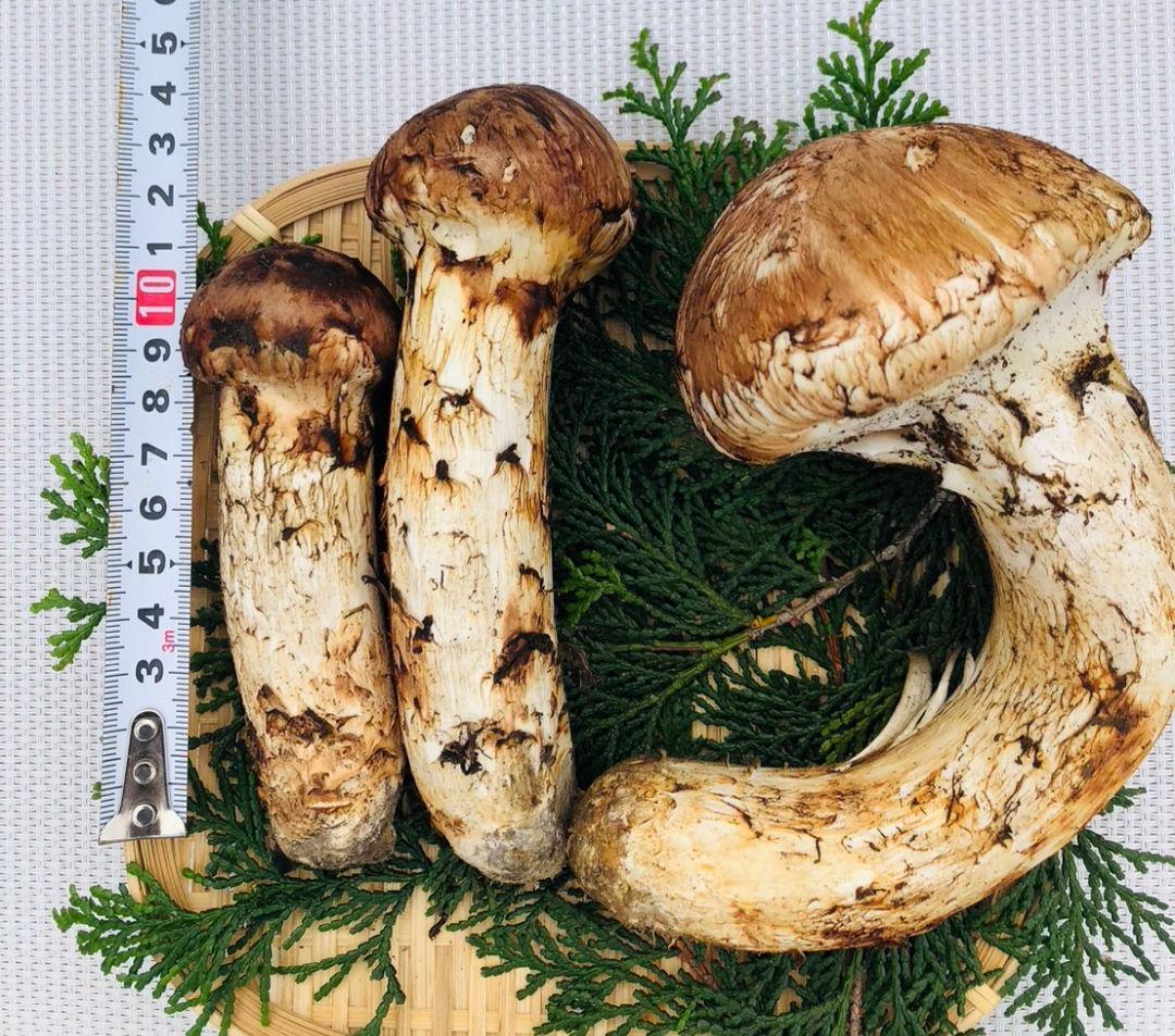 10/19 朝採れ国産岩手県沿岸松茸319g