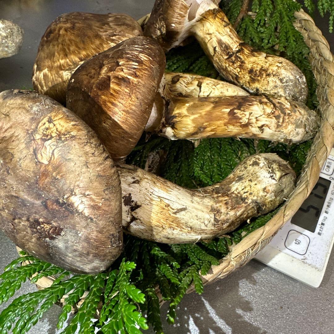訳あり品‼️国産天然松茸‼️510g‼️
