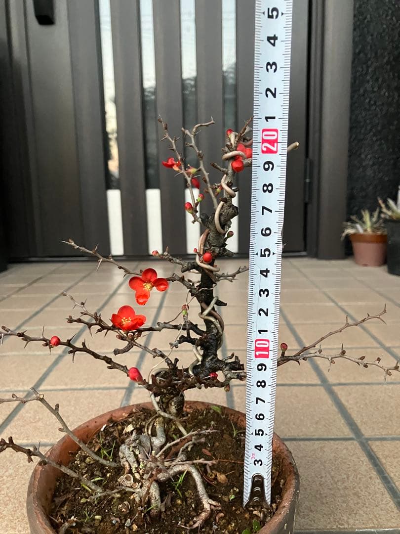 ◉長寿梅盆栽　赤花　沢山の花芽付き　持込の古い古木　極上品　日曜限定の大幅値下げ