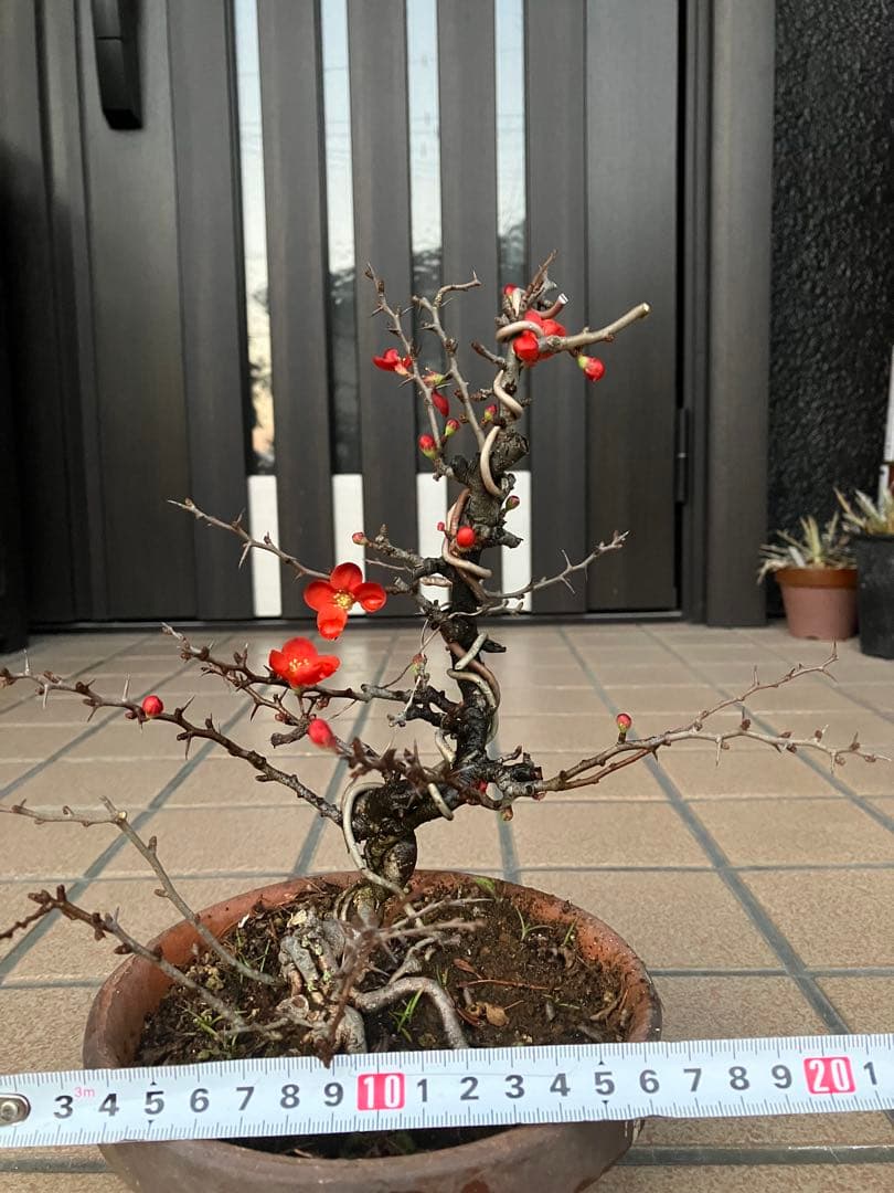 ◉長寿梅盆栽　赤花　沢山の花芽付き　持込の古い古木　極上品　日曜限定の大幅値下げ