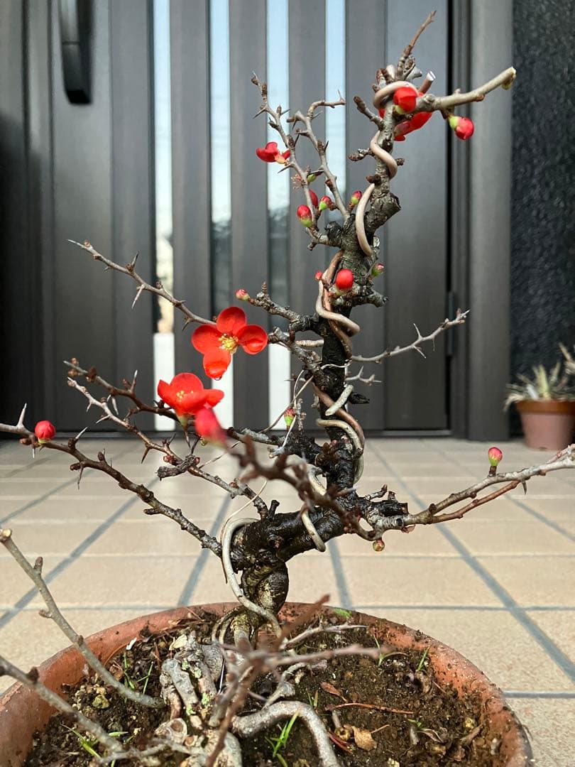 ◉長寿梅盆栽　赤花　沢山の花芽付き　持込の古い古木　極上品　日曜限定の大幅値下げ