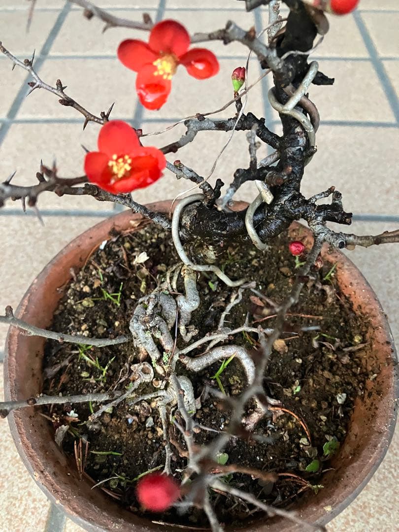 ◉長寿梅盆栽　赤花　沢山の花芽付き　持込の古い古木　極上品　日曜限定の大幅値下げ