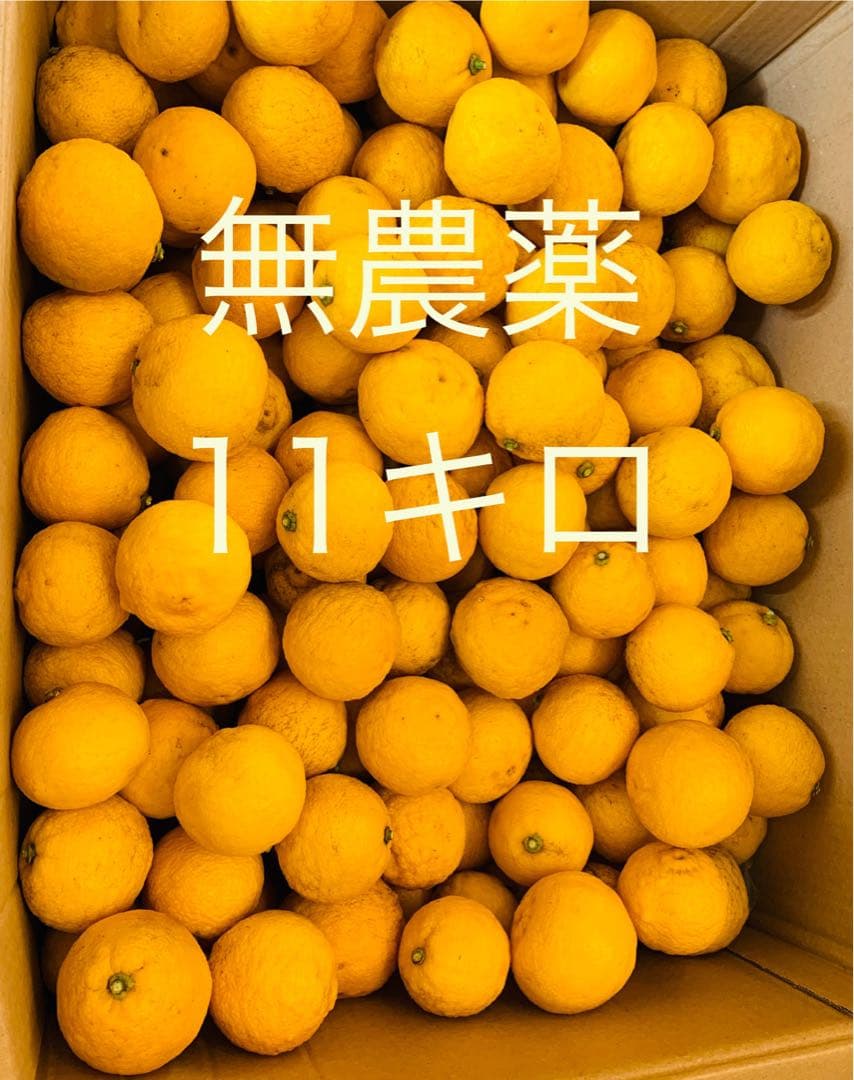 【無農薬】　花柚子　11キロ　約200個 おまけ付き　大量　柚子　ゆず　10kg