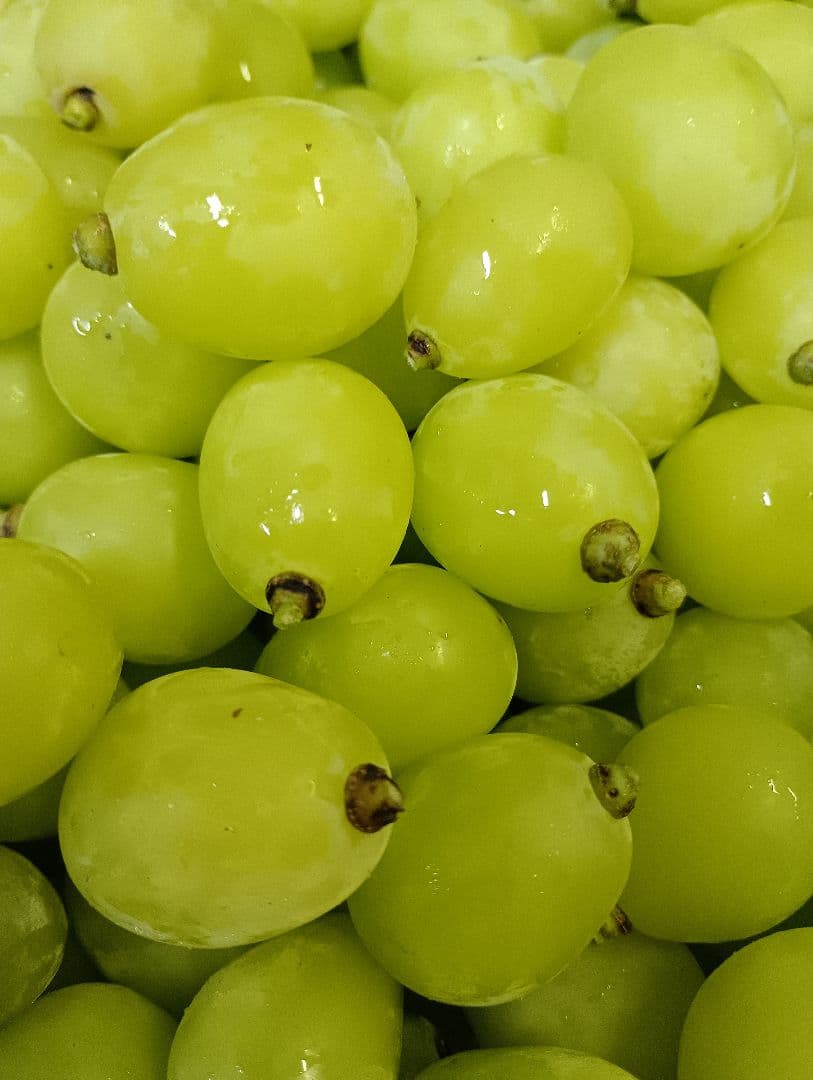 シャインマスカットの、グリーン多め入り5キロの粒バック入りになります。