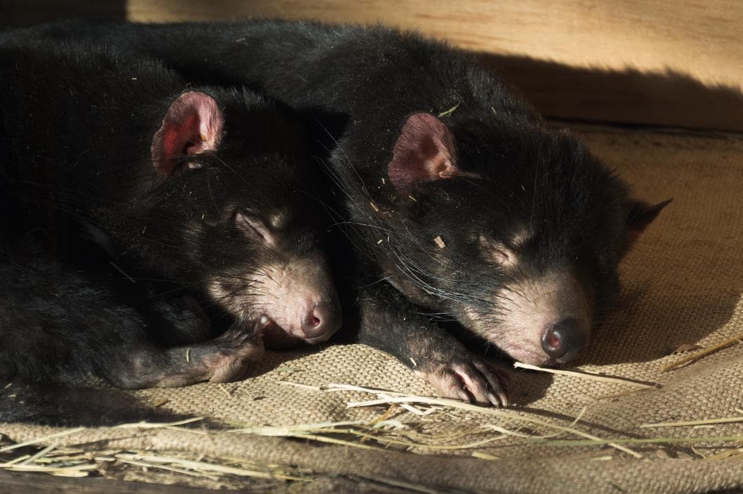 SIGMA 18-200mm F3.5-6.3 DC MACRO （Kマウント）