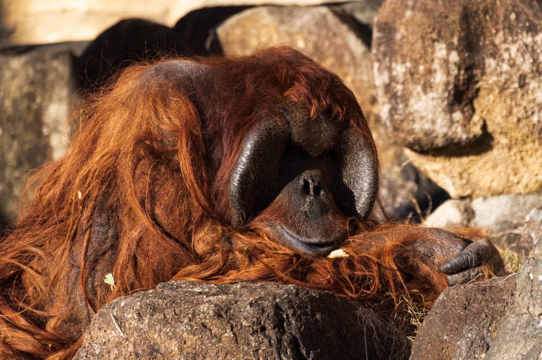 SIGMA 18-200mm F3.5-6.3 DC MACRO （Kマウント）