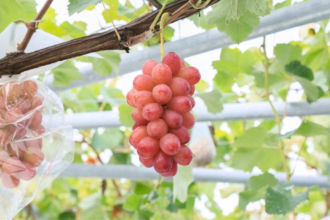 ☆7~8房ぶどうの玉手箱☆ 4kg 新鮮なぶどう（緑・赤・黒）詰め合わせセット