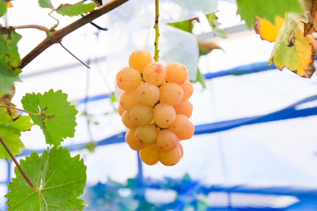 ☆7~8房ぶどうの玉手箱☆ 4kg 新鮮なぶどう（緑・赤・黒）詰め合わせセット