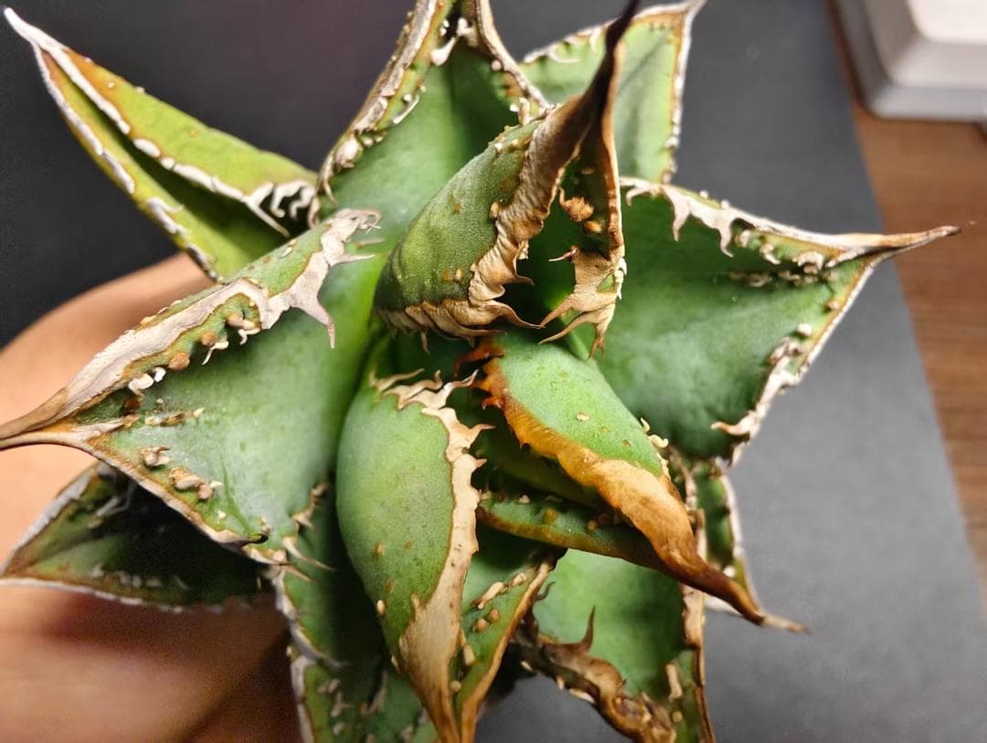 は*る様 アガベ チタノタ 麻花龍 極上強棘 特選美株 ブツブツ コレクシ Li