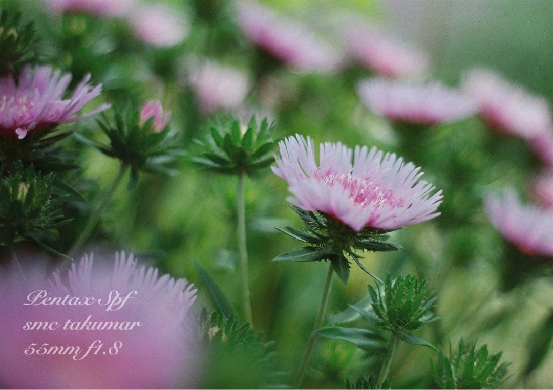 pentax spf フルセット★完動品＊美品＊初期保証付★作例多数！