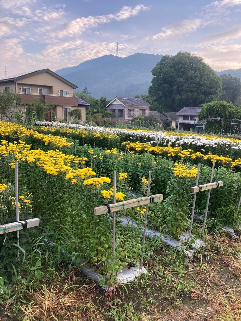 訳あり　丸干し芋 生産農家だからできると〜てもお得‼️ なまとめ売り 11kg