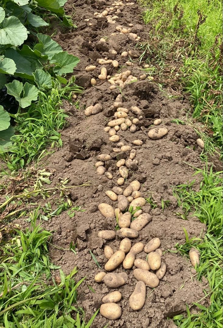 訳あり　丸干し芋 生産農家だからできると〜てもお得‼️ なまとめ売り 11kg