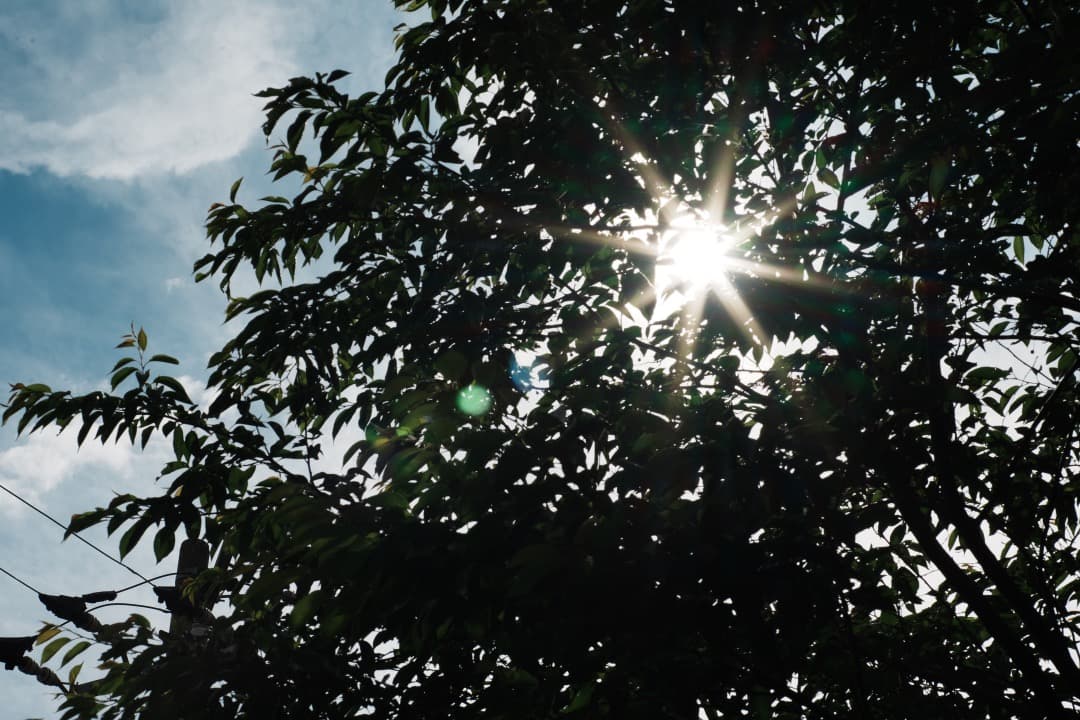 レンズ(単焦点) Carl Zeiss makro-Planar 100mm F2.8 AE 21