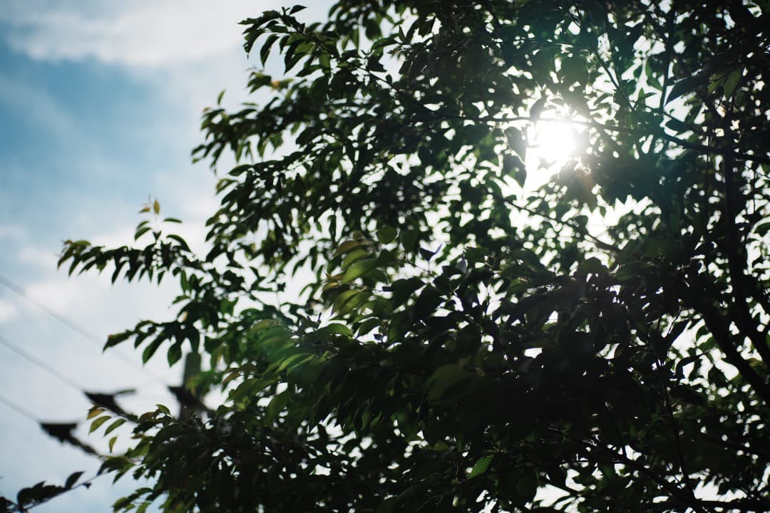 レンズ(単焦点) Carl Zeiss makro-Planar 100mm F2.8 AE 21