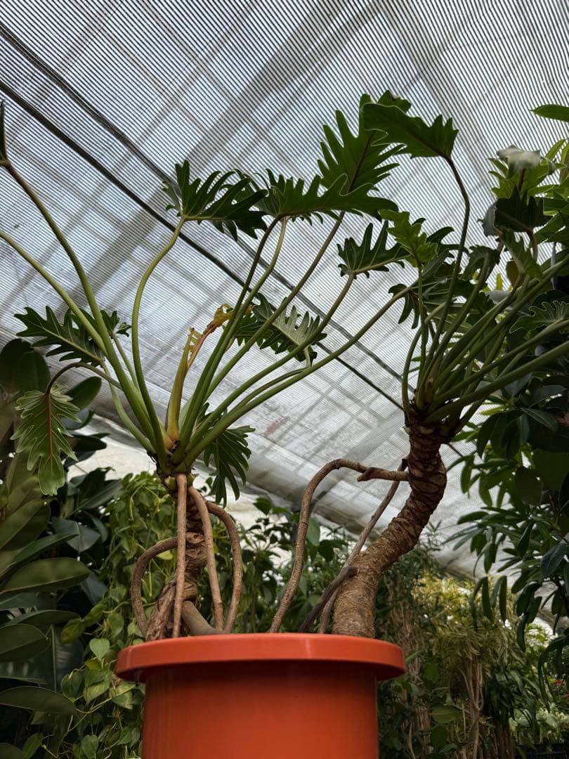 【特大極上苗】フィロデンドロン クッカバラ 幹上がり 根上り 曲がり