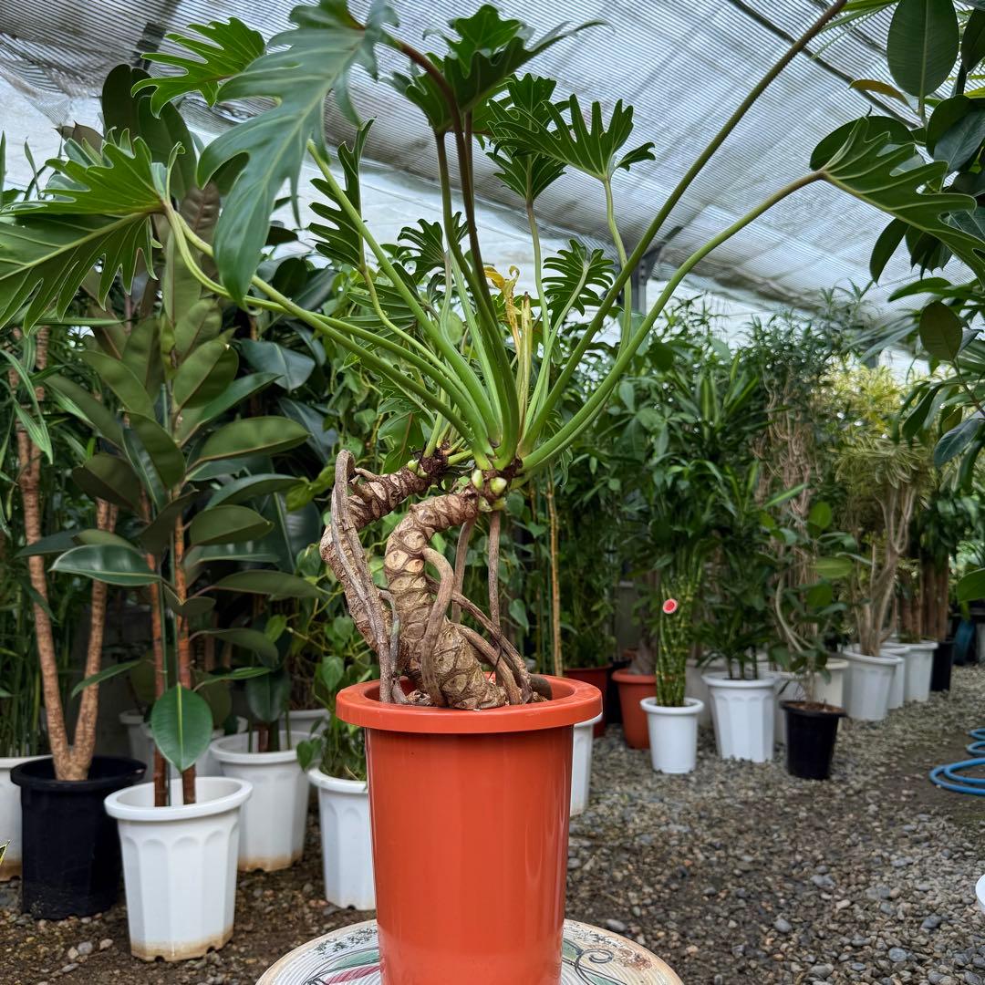 【特大極上苗】フィロデンドロン クッカバラ 幹上がり 根上り 曲がり