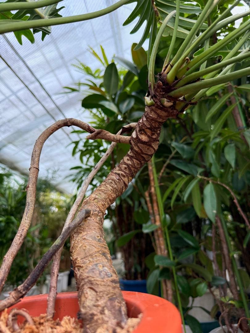 【特大極上苗】フィロデンドロン クッカバラ 幹上がり 根上り 曲がり