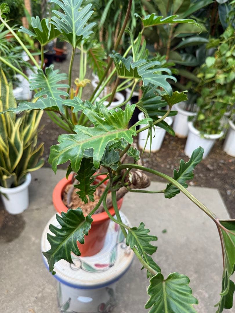 【特大極上苗】フィロデンドロン クッカバラ 幹上がり 根上り 曲がり