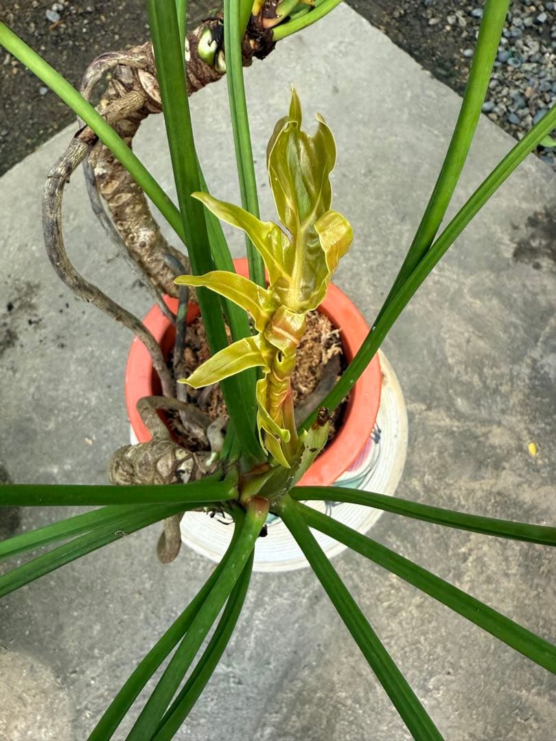 【特大極上苗】フィロデンドロン クッカバラ 幹上がり 根上り 曲がり