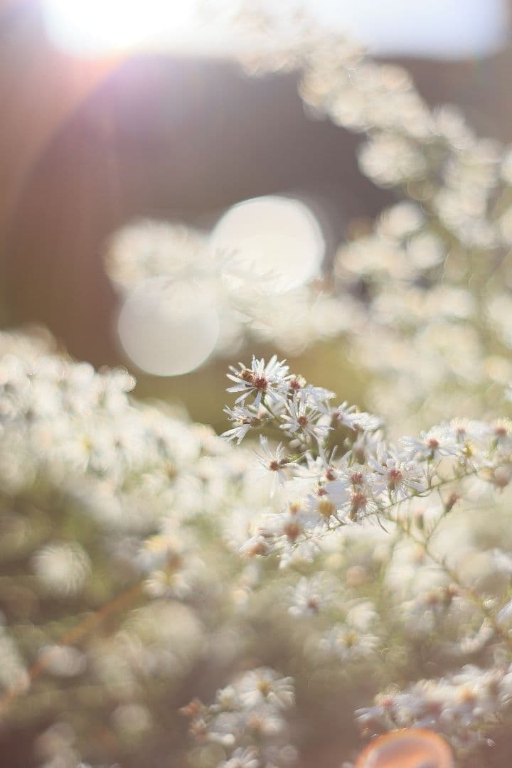 Super-Takumar 55mm F1.8 初期型 S/N：629947