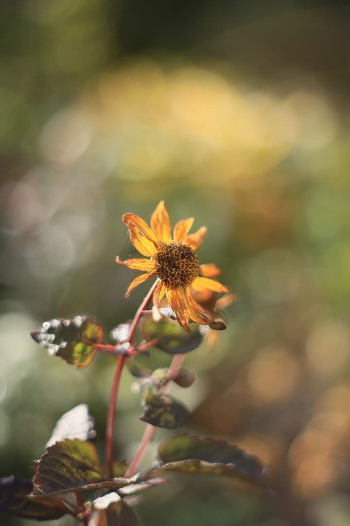 Super-Takumar 55mm F1.8 初期型 S/N：629947