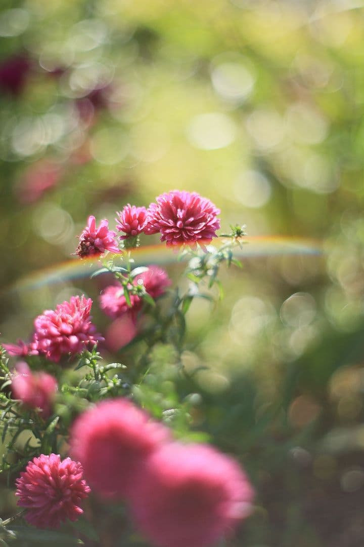 Super-Takumar 55mm F1.8 初期型 S/N：629947