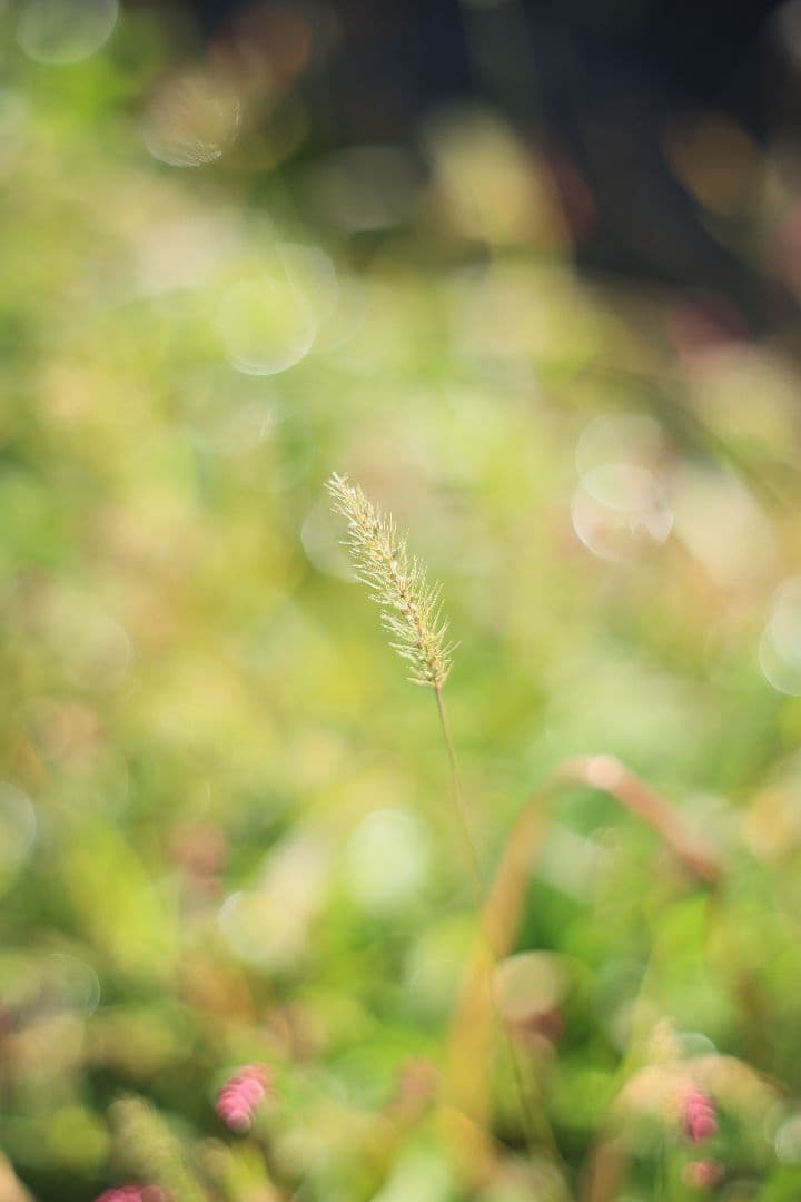 Super-Takumar 55mm F1.8 初期型 S/N：629947