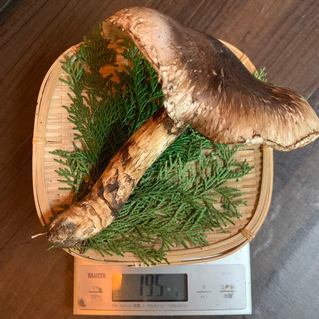 ⑨【岩手県産天然松茸】収穫最終　国産本場　デカ開き採れたて　産地直送　195g