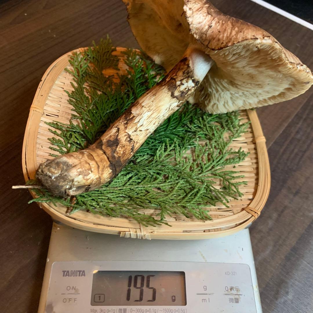 ⑨【岩手県産天然松茸】収穫最終　国産本場　デカ開き採れたて　産地直送　195g