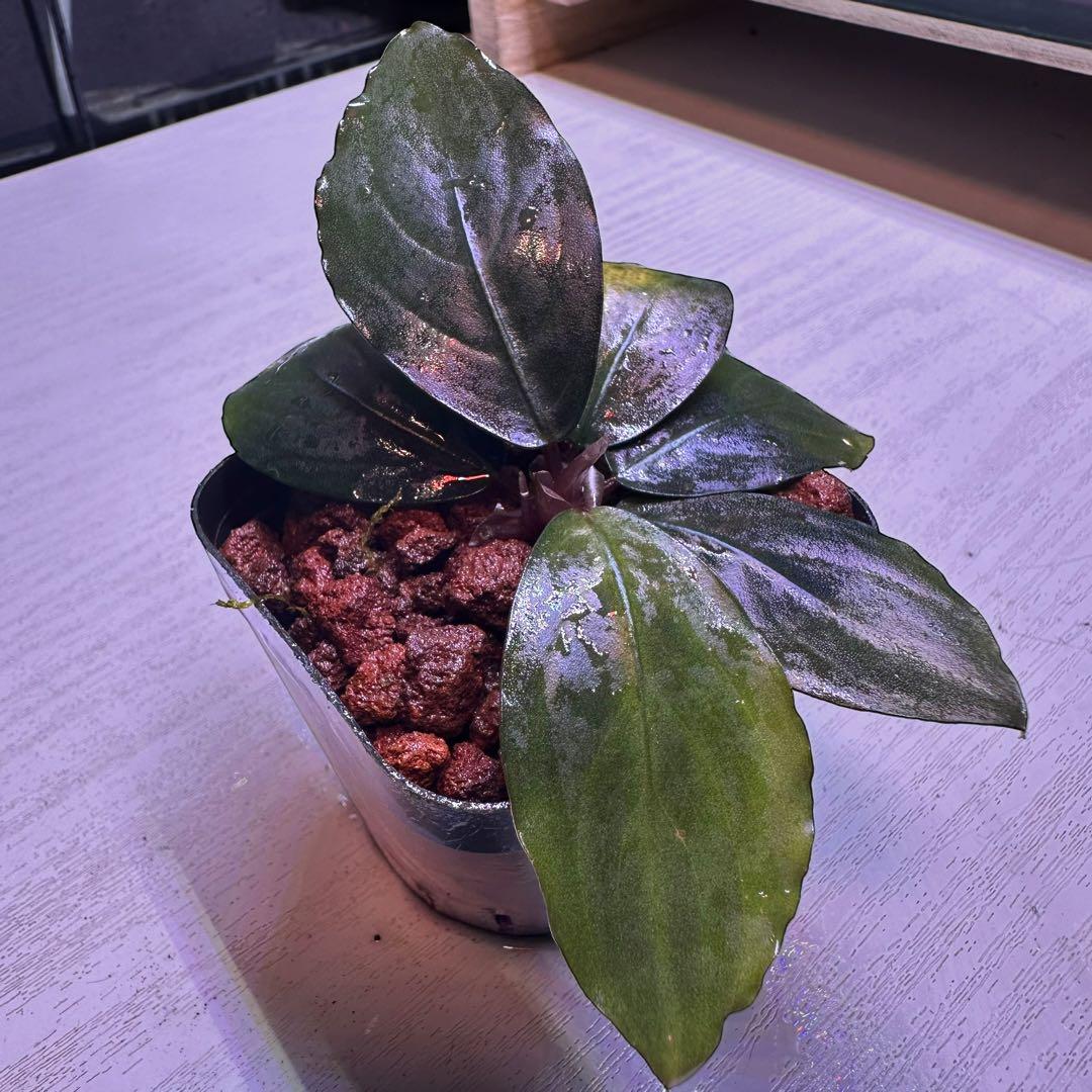 S*A様 ブセファランドラ Bucephalandra Mahakam レアブセ