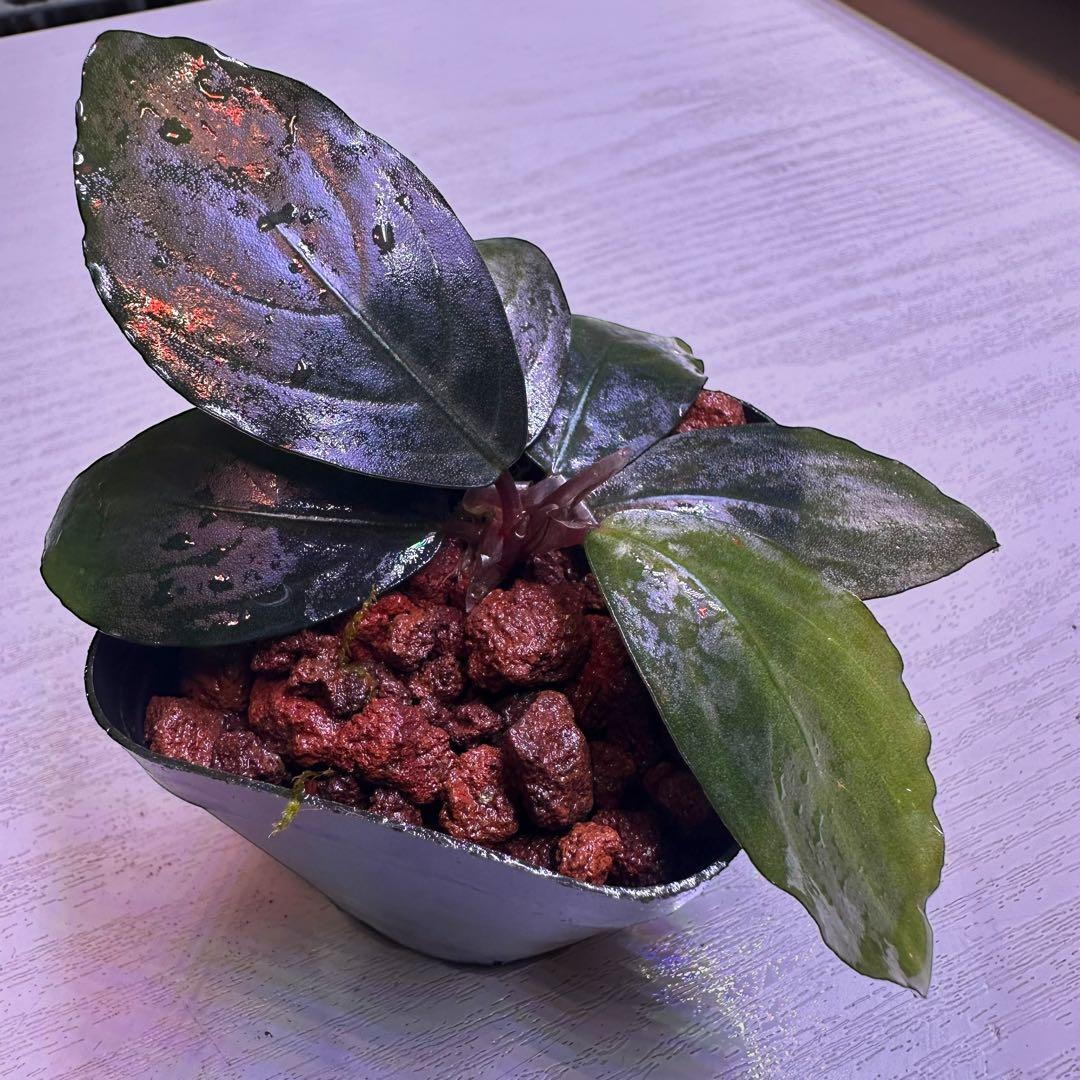 S*A様 ブセファランドラ Bucephalandra Mahakam レアブセ