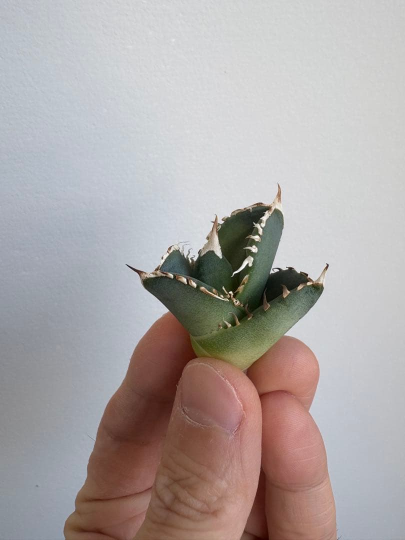 Agave titanota 大白鯊（ホホジロザメ）子株 親株写真あり 未発根①