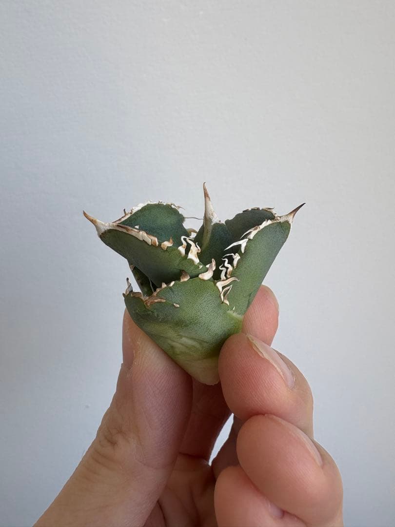 Agave titanota 大白鯊（ホホジロザメ）子株 親株写真あり 未発根①