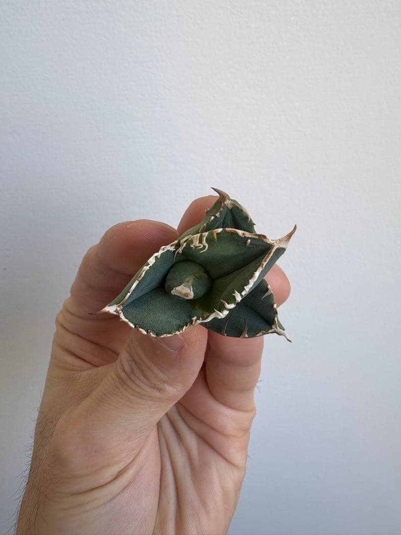 Agave titanota 大白鯊（ホホジロザメ）子株 親株写真あり 未発根①