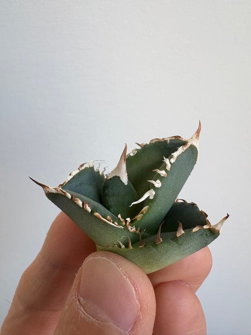 Agave titanota 大白鯊（ホホジロザメ）子株 親株写真あり 未発根①