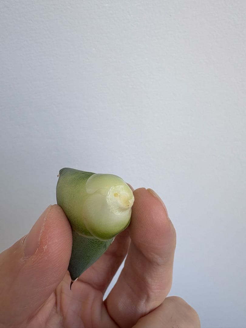 Agave titanota 大白鯊（ホホジロザメ）子株 親株写真あり 未発根①