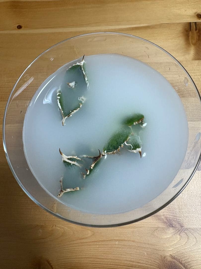 Agave titanota 大白鯊（ホホジロザメ）子株 親株写真あり 未発根①