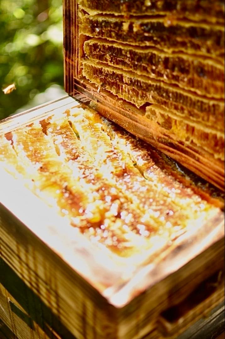 日本ミツバチのハチミツ　たれ蜜　300g×3個❣️送料込み‼️