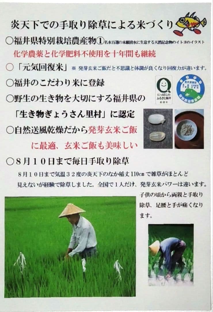 私はお客様を騙せない ７年産コシヒカリ 元気な玄米10kg　特別栽培①農薬不使用