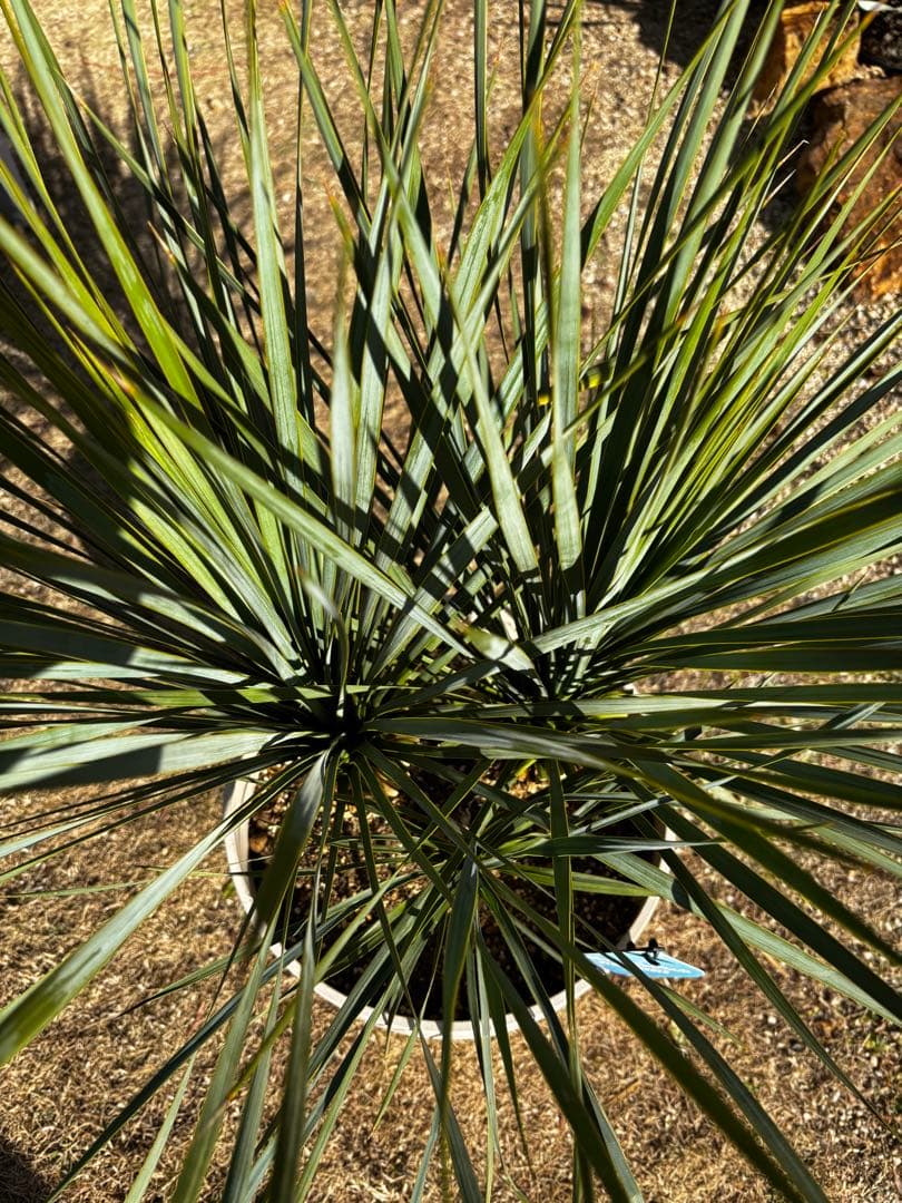 週末限定価格　ユッカロストラータ　ブルーサンダー トリプルヘッド　タグ付