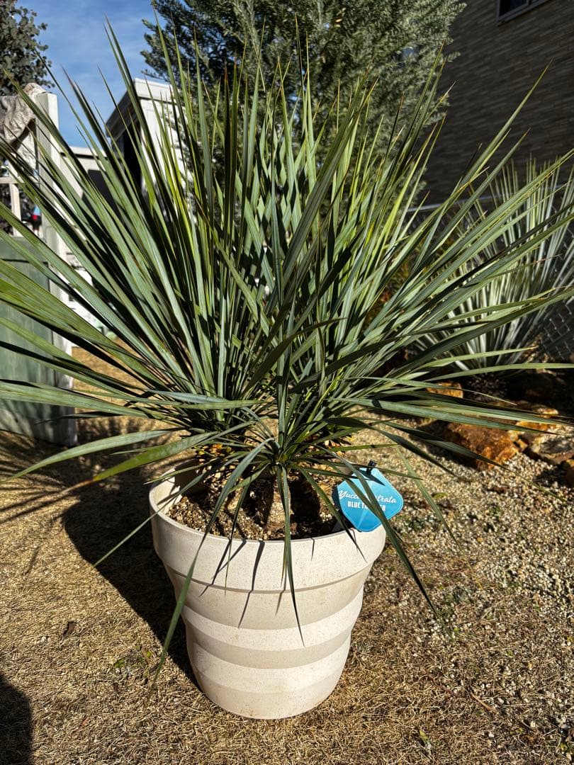 週末限定価格　ユッカロストラータ　ブルーサンダー トリプルヘッド　タグ付