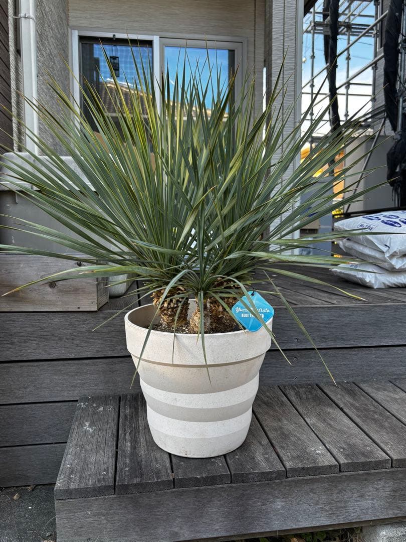 週末限定価格　ユッカロストラータ　ブルーサンダー トリプルヘッド　タグ付