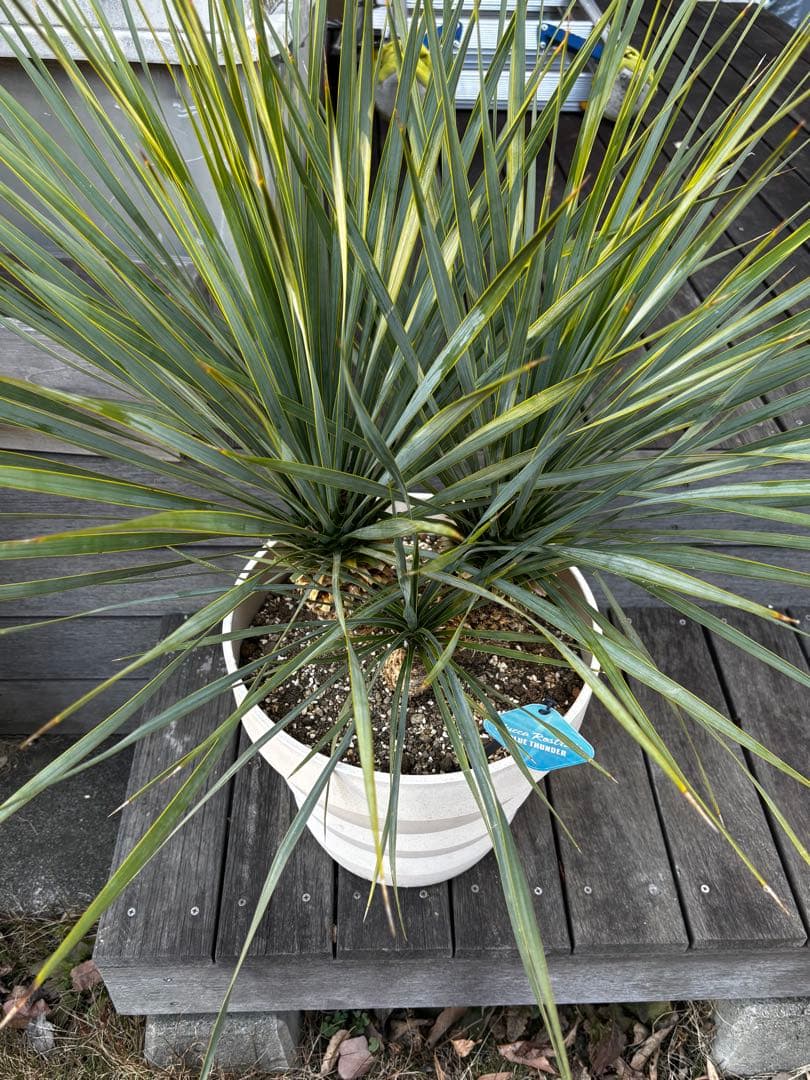 週末限定価格　ユッカロストラータ　ブルーサンダー トリプルヘッド　タグ付