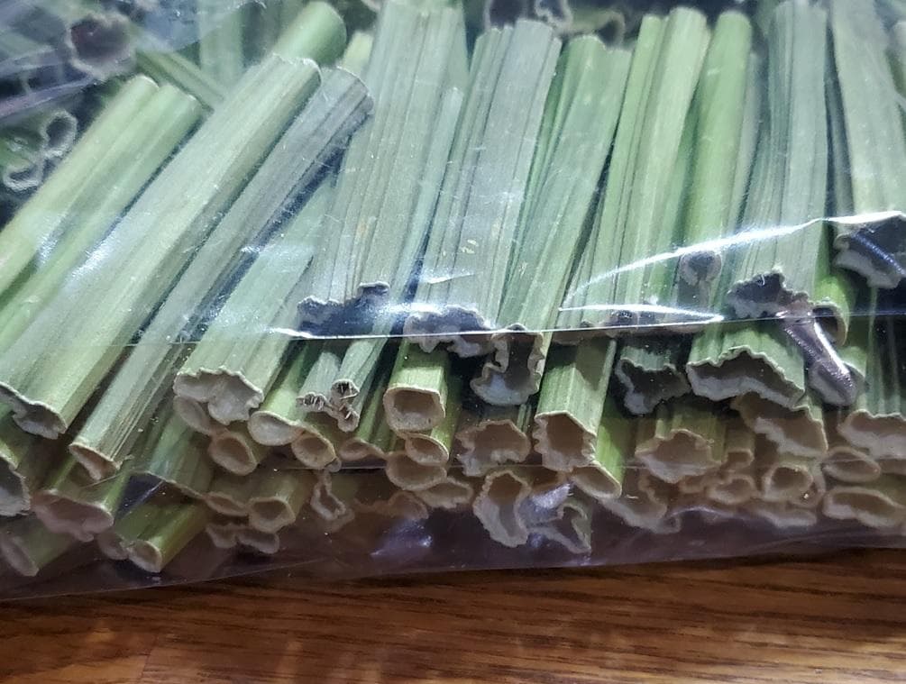 keins様-専用出品　茎１kg　実600g　(国産・高品質)乾燥パパイヤの茎